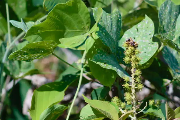 石岩枫 (Mallotus repandus) — 主图