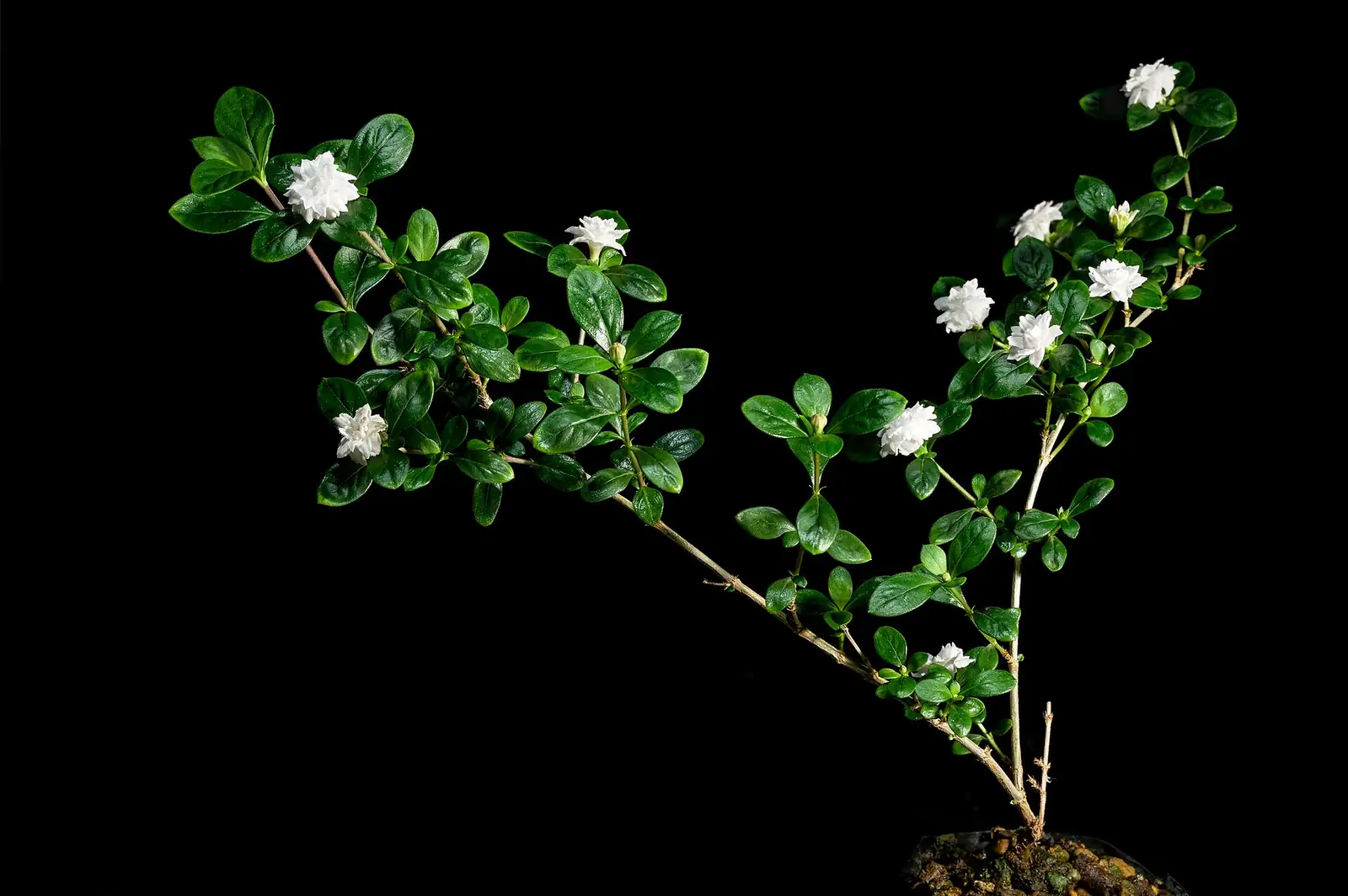 六月雪 (Serissa japonica) — 细节