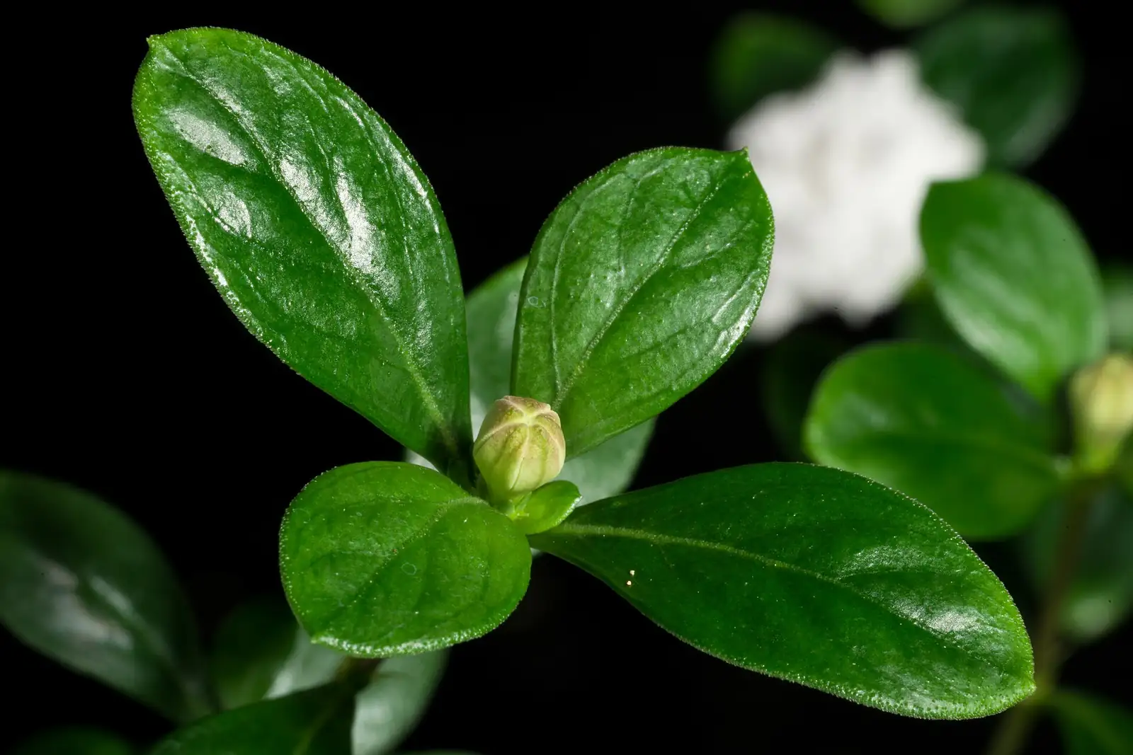 六月雪 (Serissa japonica) — 特写
