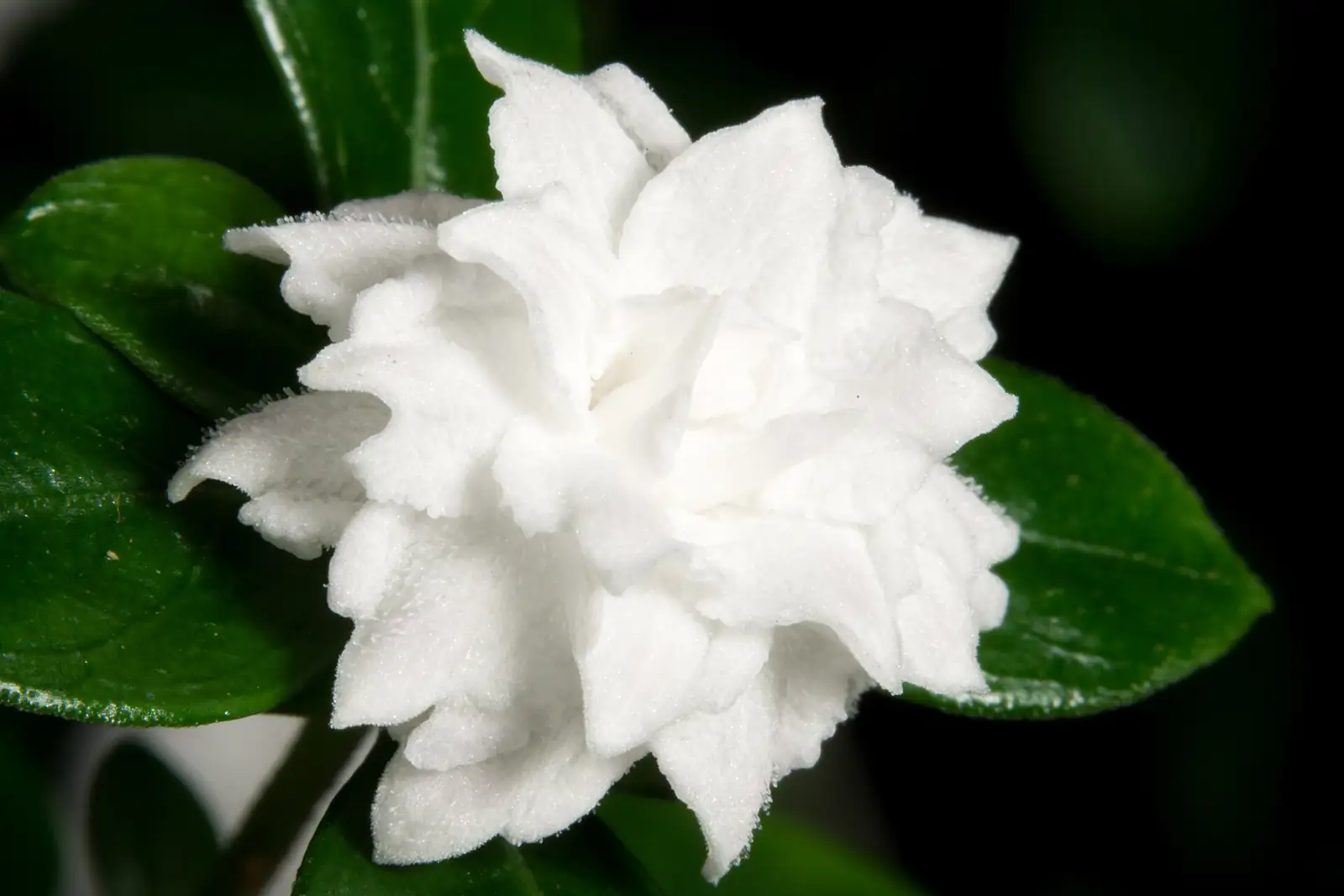 六月雪 (Serissa japonica) — 更多视角