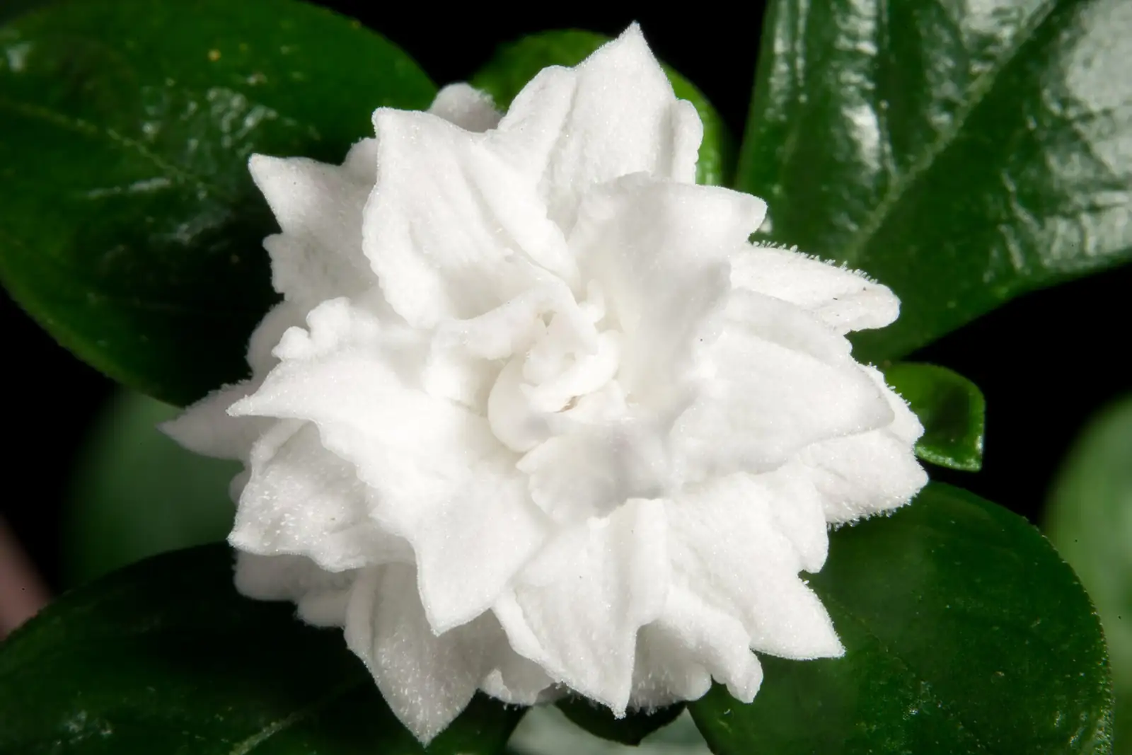 六月雪 (Serissa japonica) — 更多视角