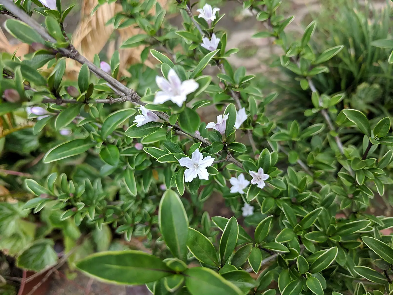 六月雪 (Serissa japonica) — 环境展示