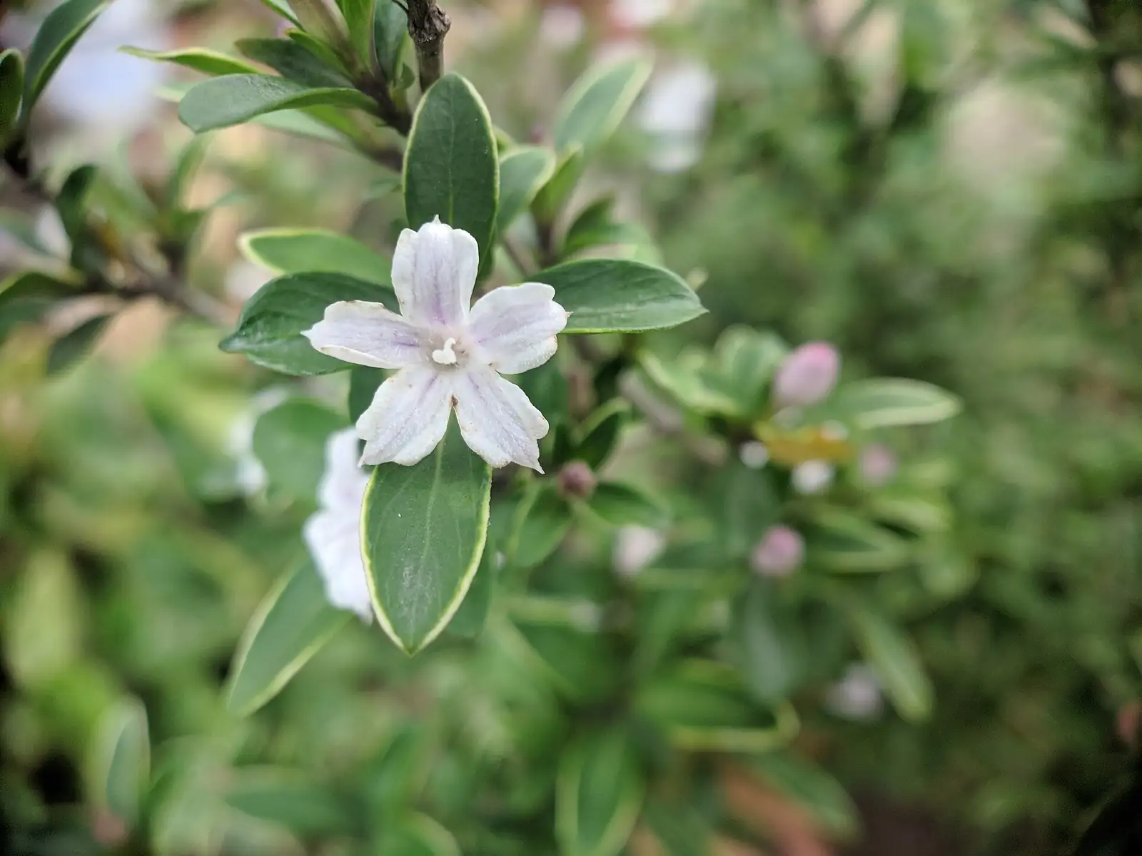 六月雪 (Serissa japonica) — 更多视角