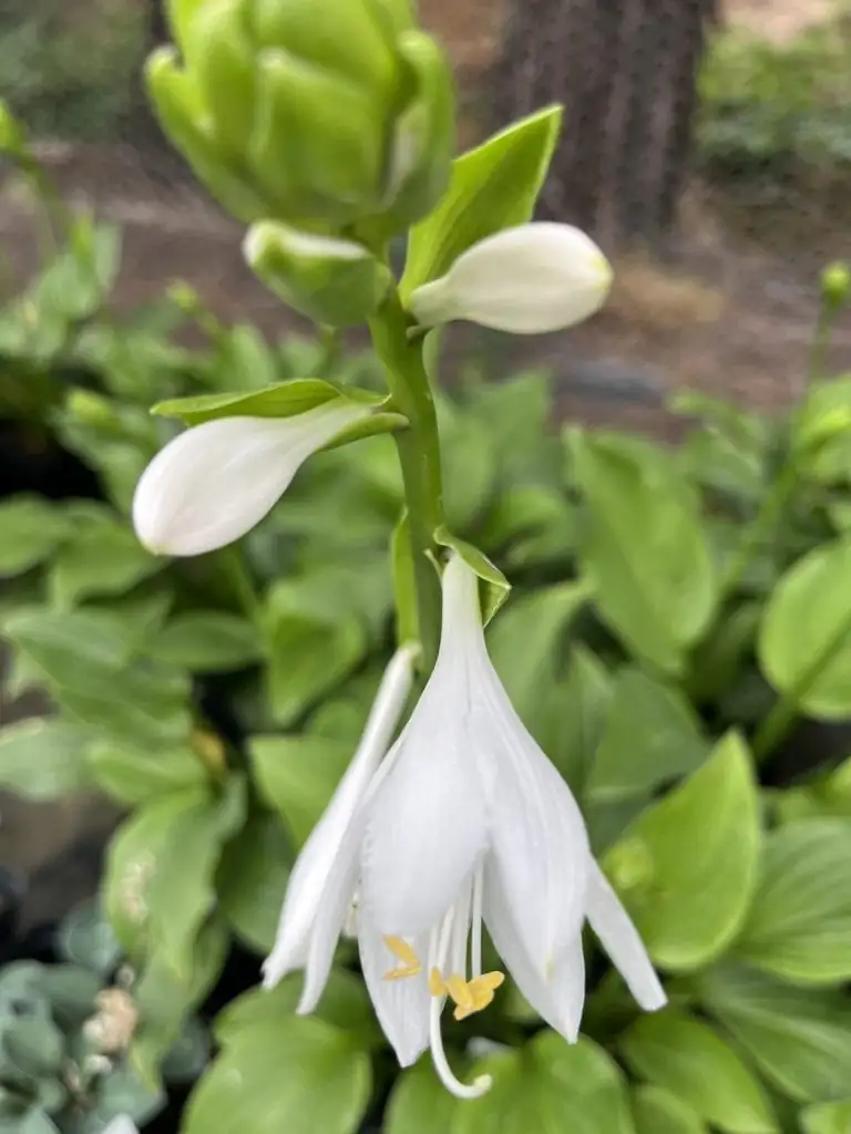 玉簪 (Hosta plantaginea (Lam.) Asch.) 养护 – Oasislink
