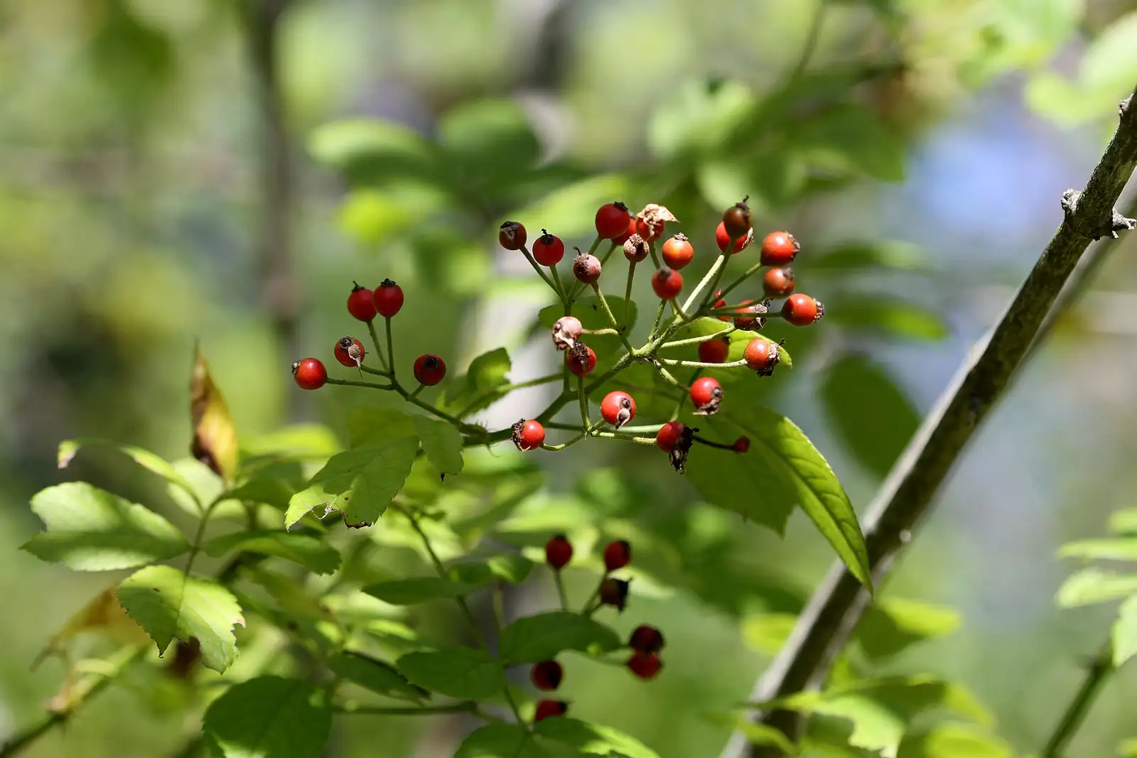 野蔷薇 (Rosa multiflora) — 环境展示