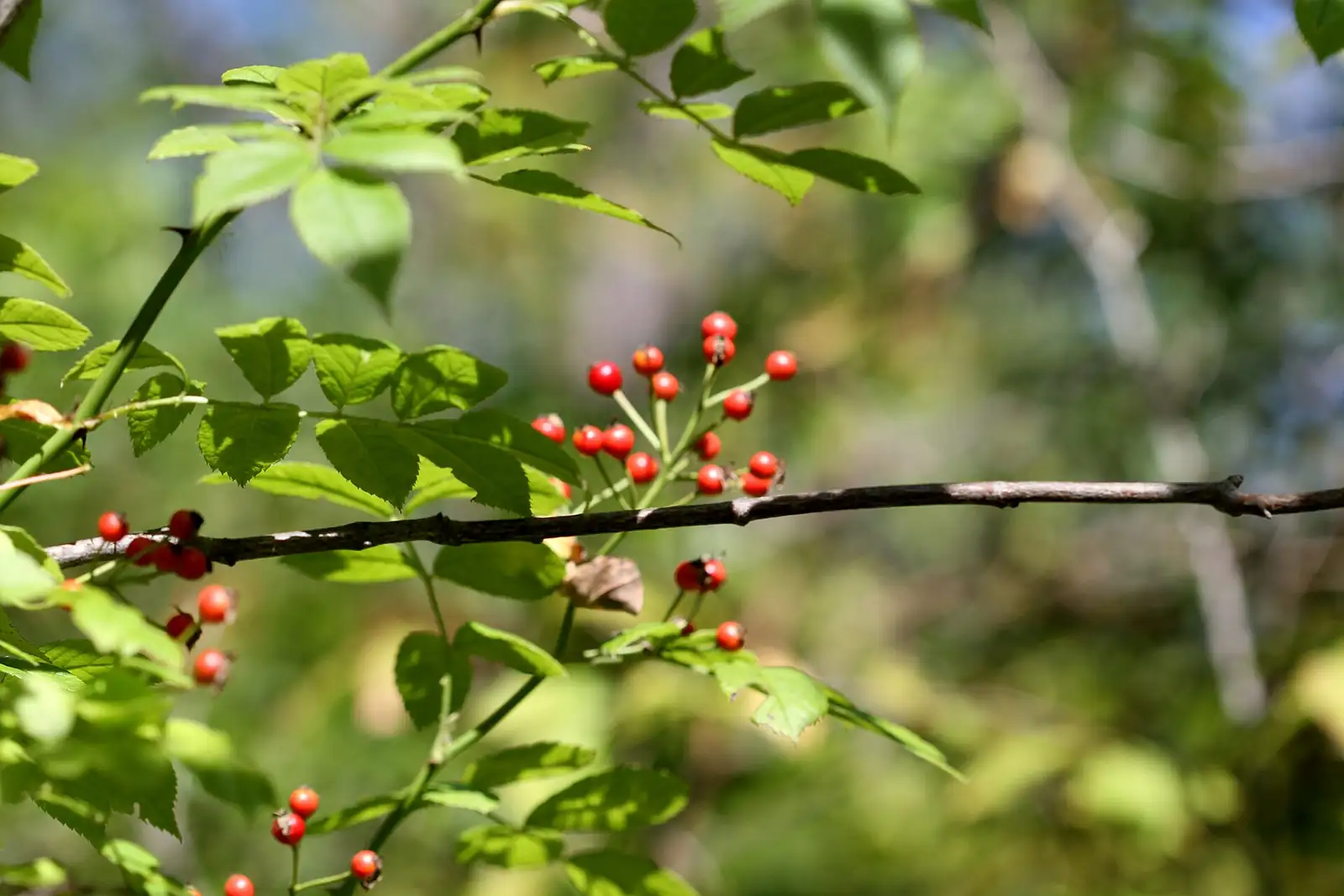 野蔷薇 (Rosa multiflora) — 更多视角