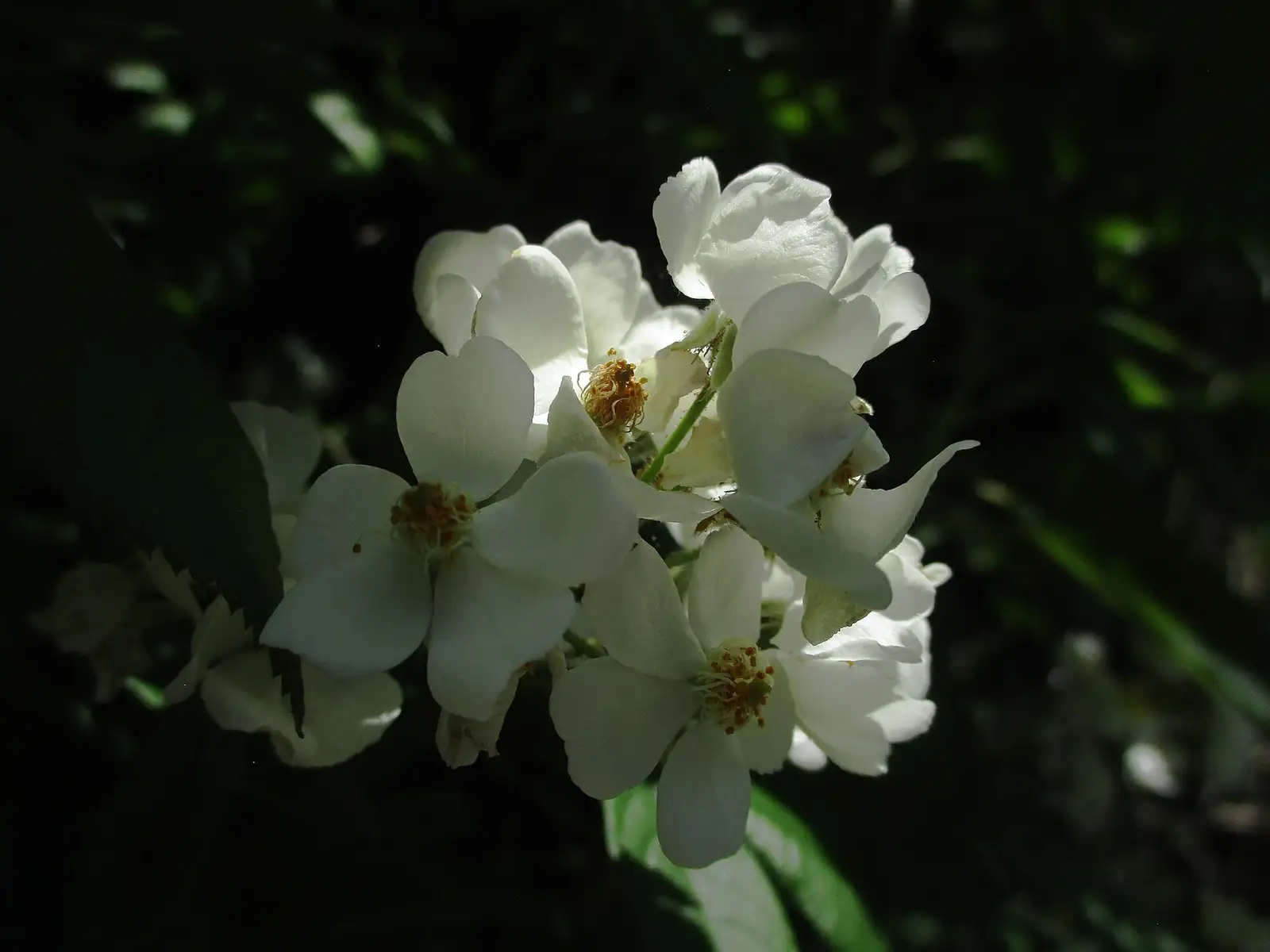 野蔷薇 (Rosa multiflora) — 特写