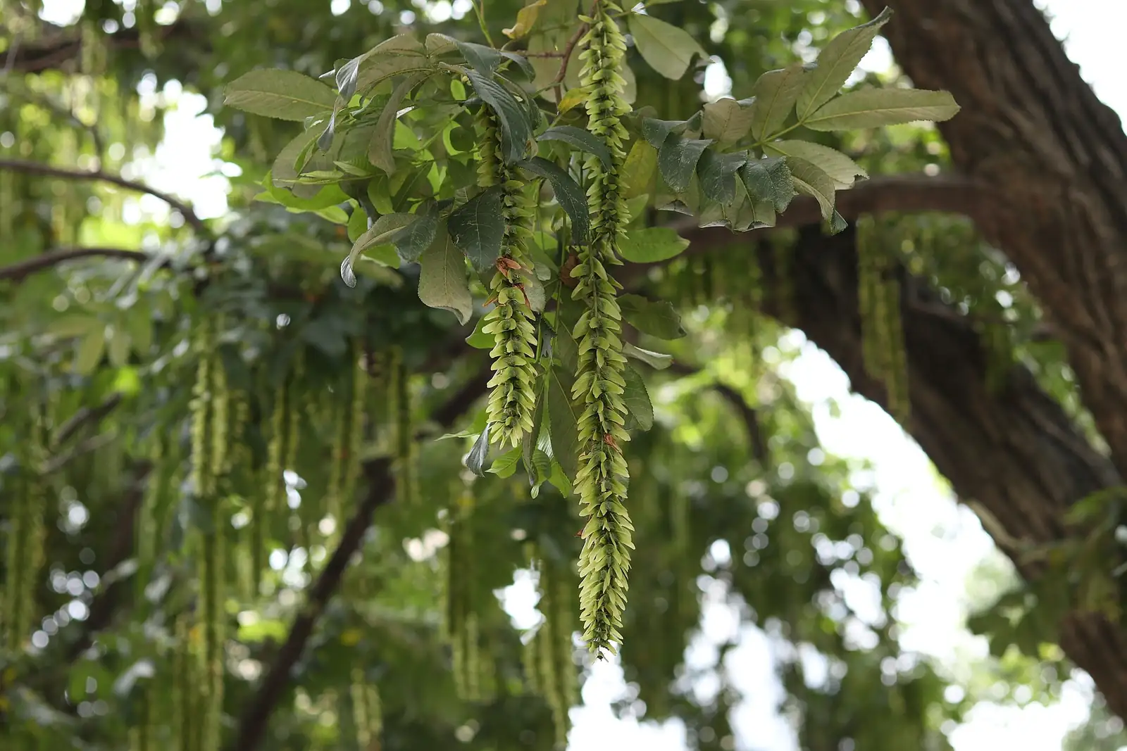 枫杨 (Pterocarya stenoptera) — 特写