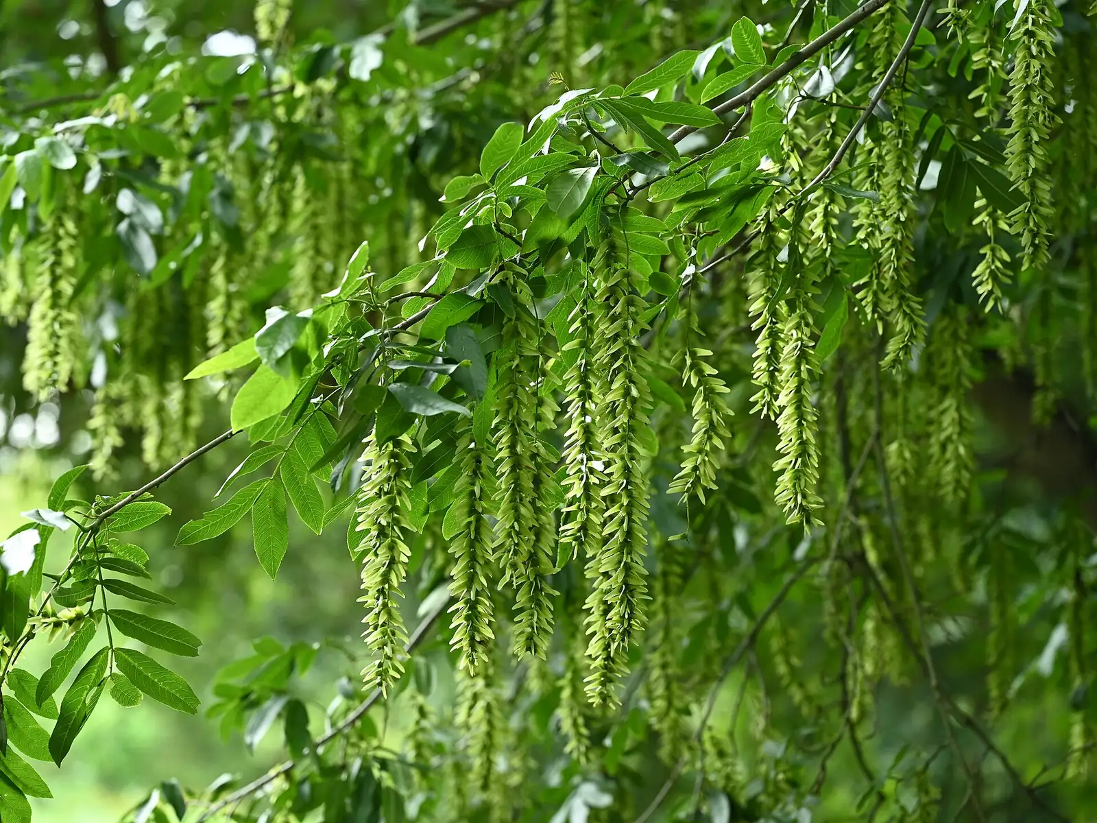 枫杨 (Pterocarya stenoptera) — 环境展示
