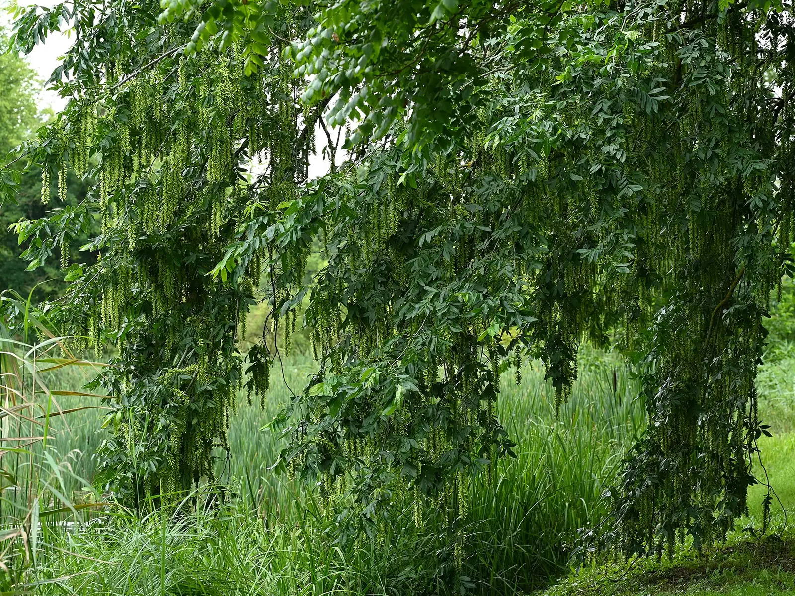 枫杨 (Pterocarya stenoptera) — 更多视角