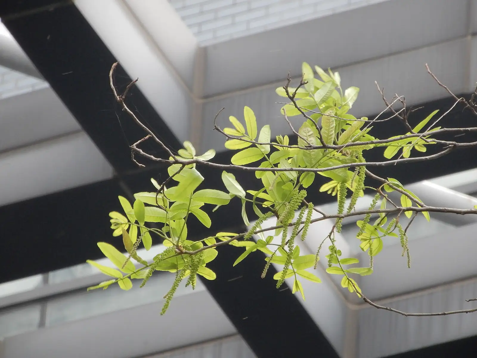 枫杨 (Pterocarya stenoptera) — 更多视角