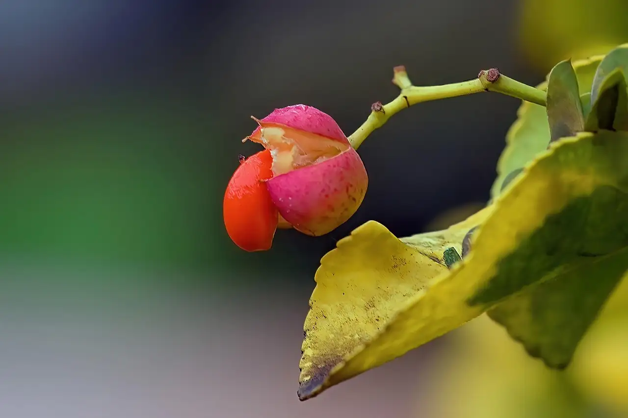 卫矛 (Euonymus alatus) — 特写