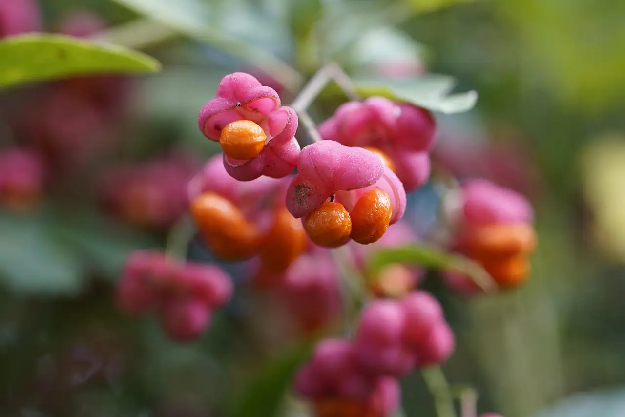 卫矛 (Euonymus alatus) — 环境展示