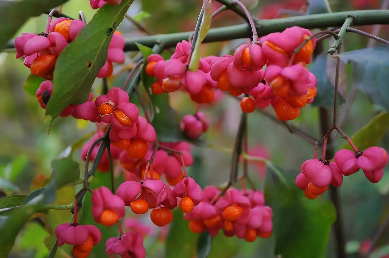 卫矛 (Euonymus alatus) — 更多视角