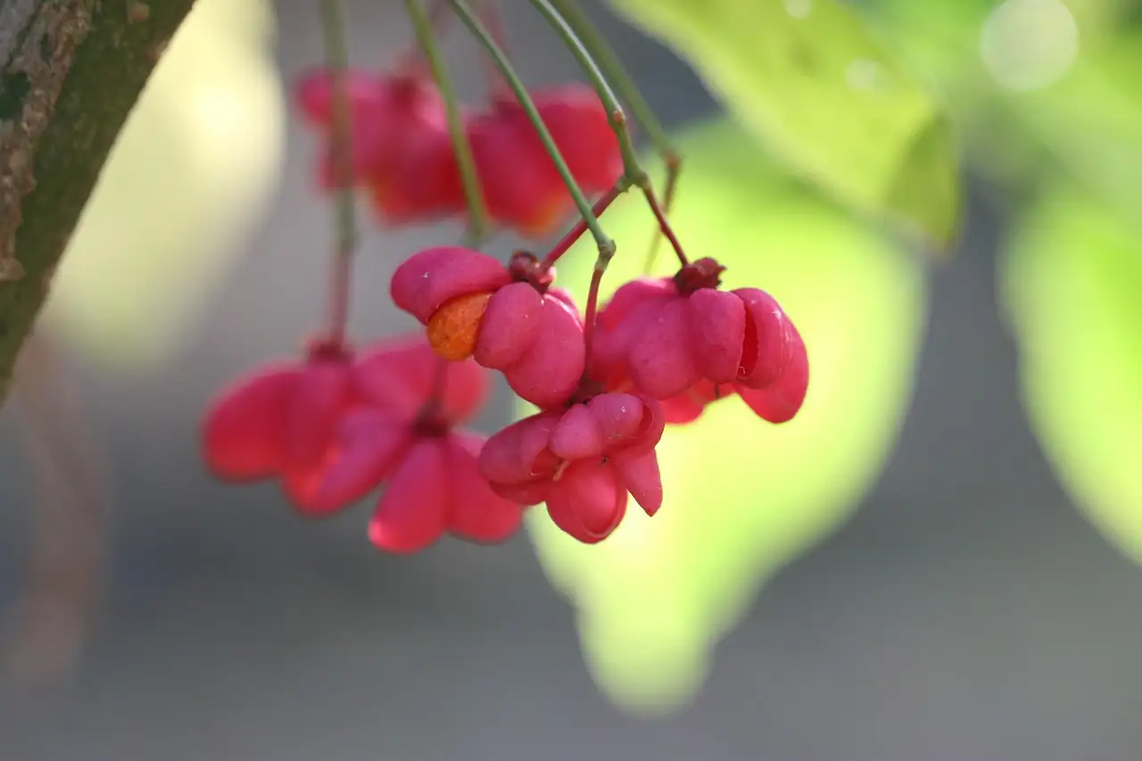 卫矛 (Euonymus alatus) — 更多视角
