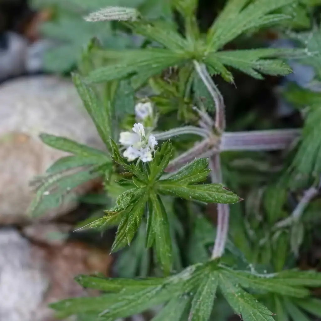 野老鹳草 (Geranium carolinianum) — 细节