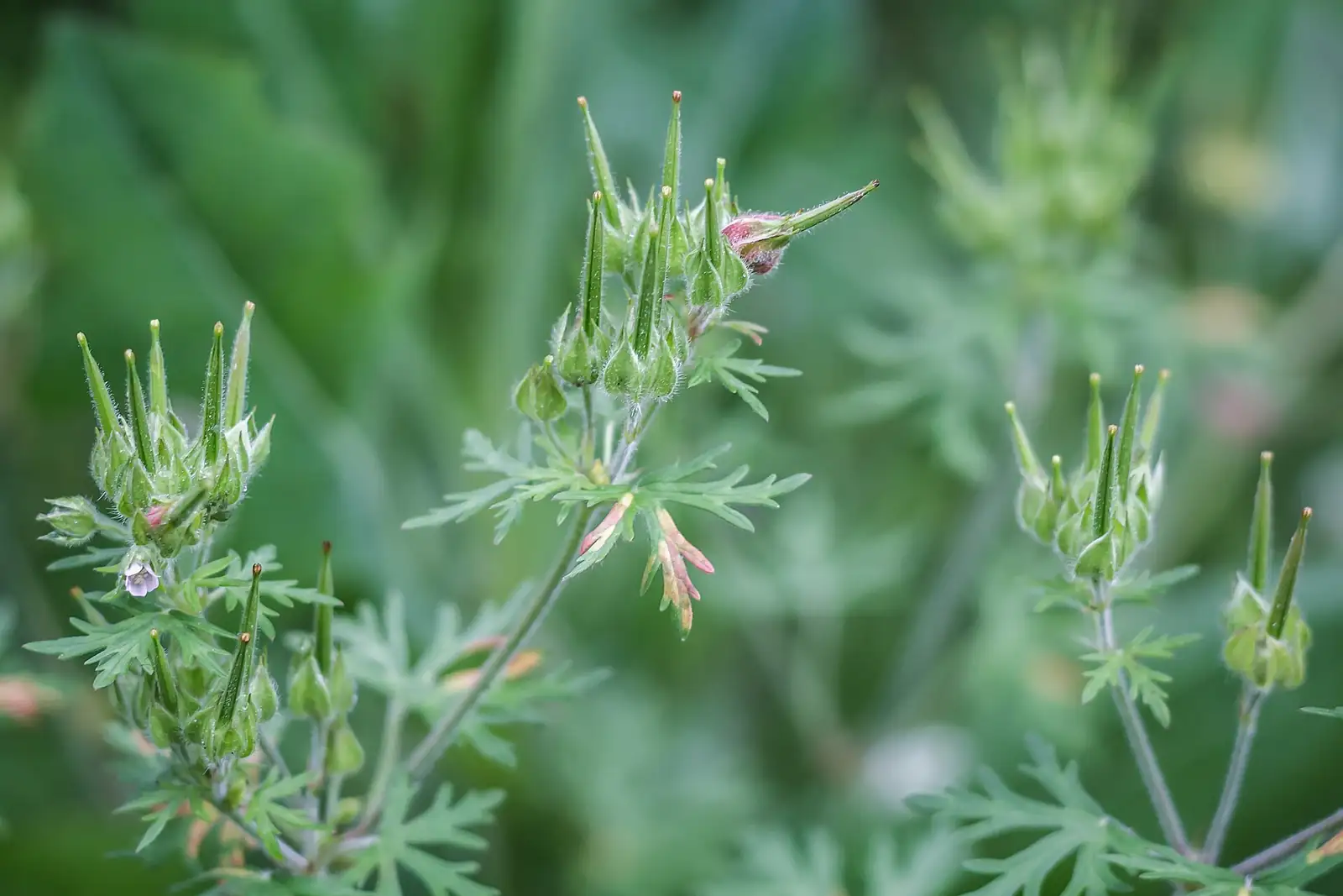 野老鹳草 (Geranium carolinianum) — 环境展示