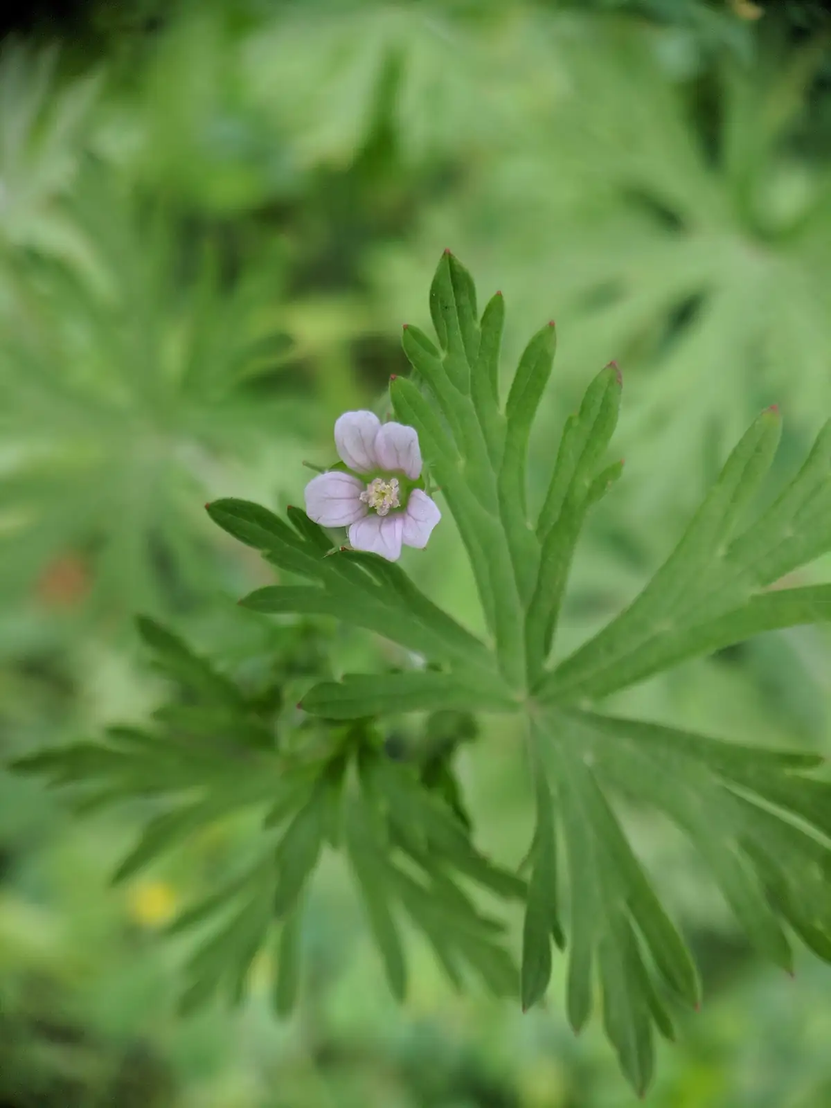 野老鹳草 (Geranium carolinianum) — 更多视角