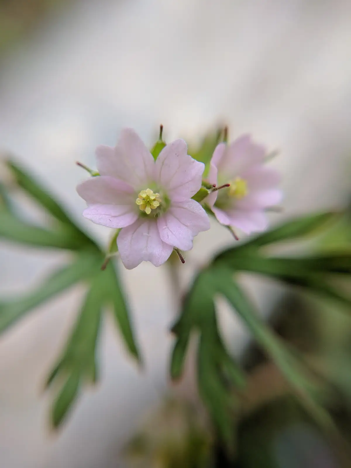 野老鹳草 (Geranium carolinianum) — 更多视角