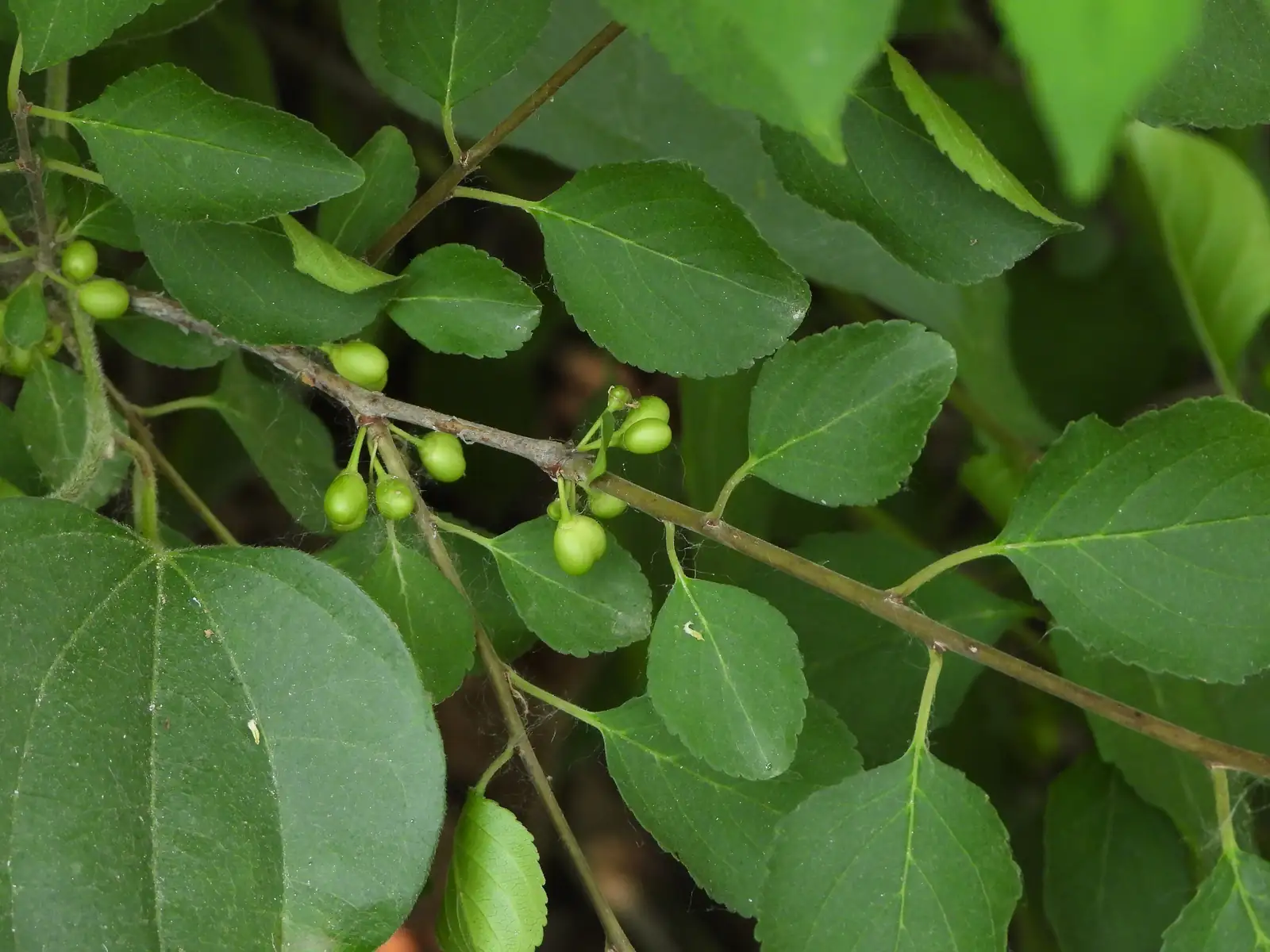圆叶鼠李 (Rhamnus globosa) — 细节