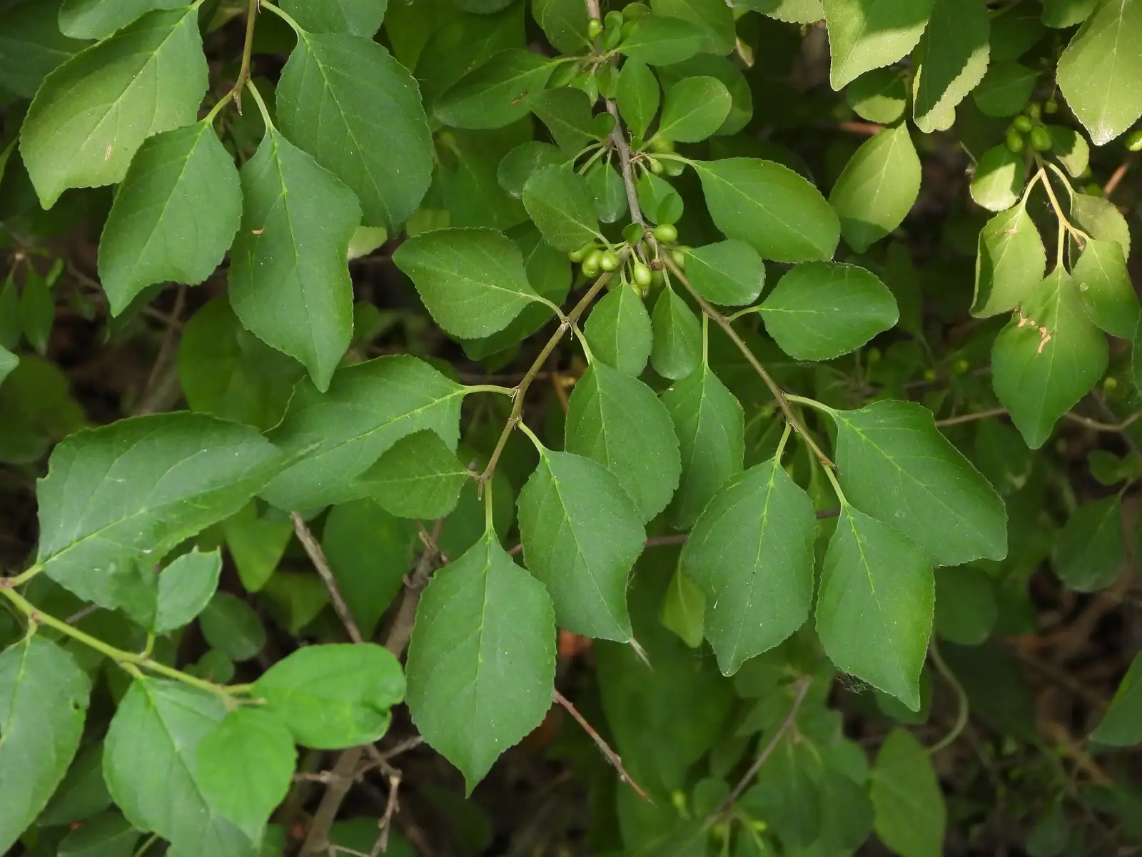 圆叶鼠李 (Rhamnus globosa) — 特写