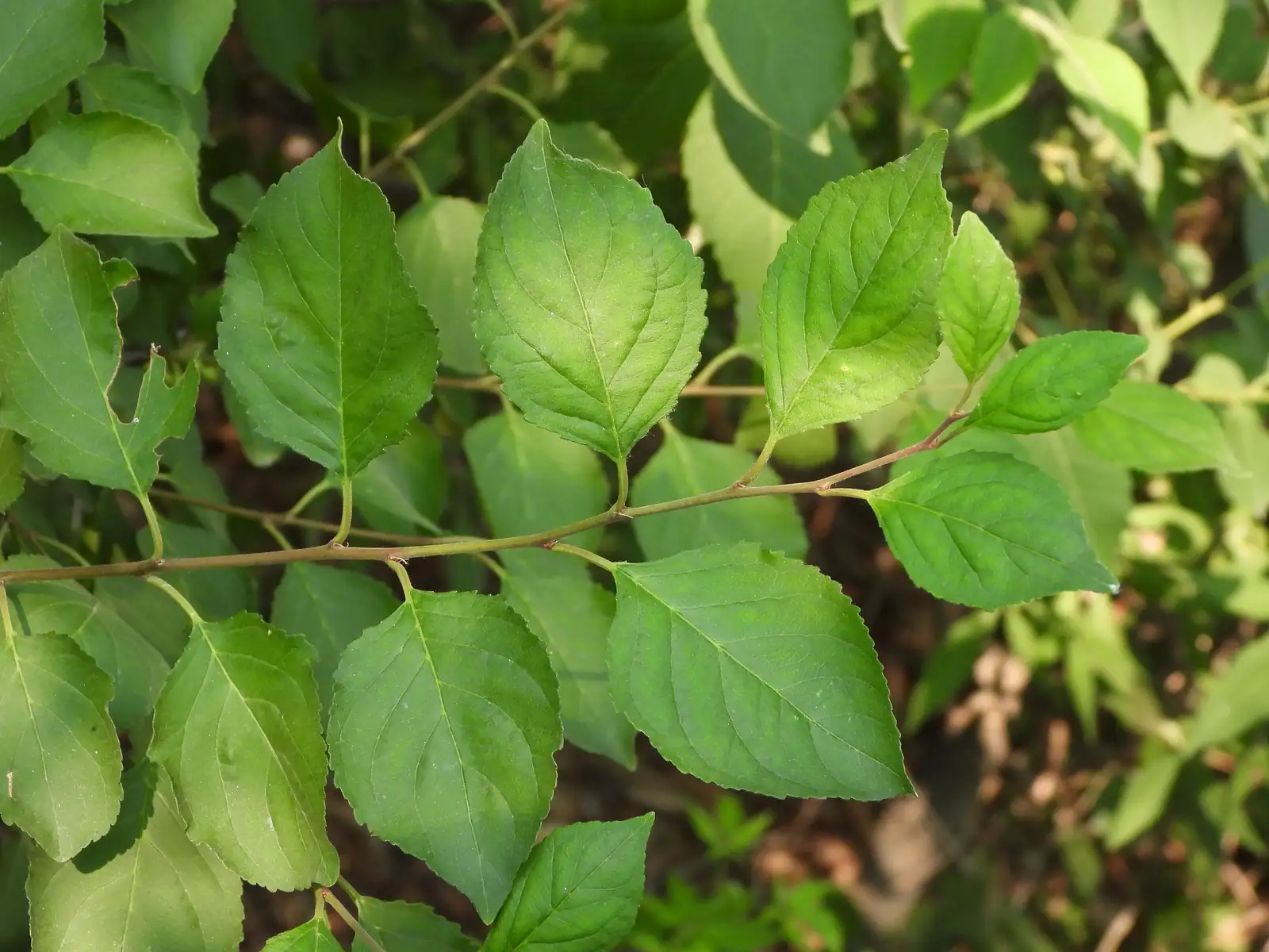 圆叶鼠李 (Rhamnus globosa) — 环境展示