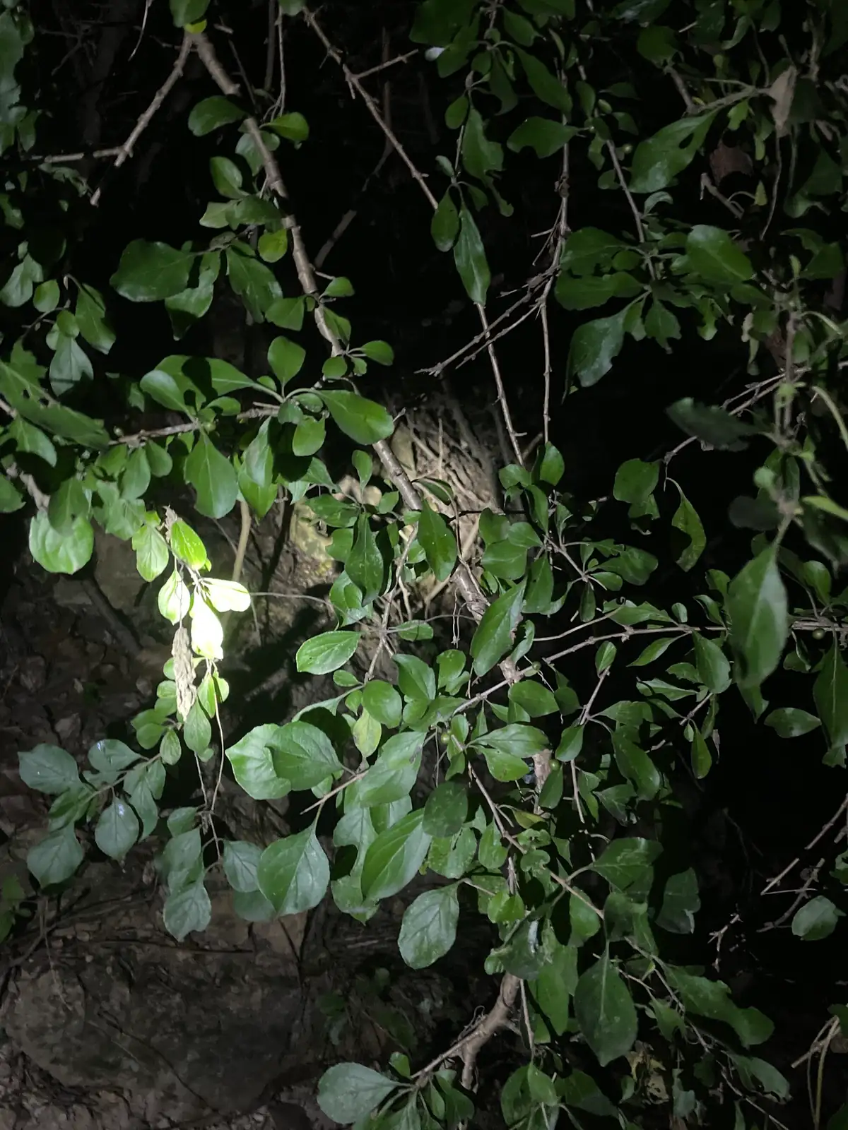 圆叶鼠李 (Rhamnus globosa) — 更多视角