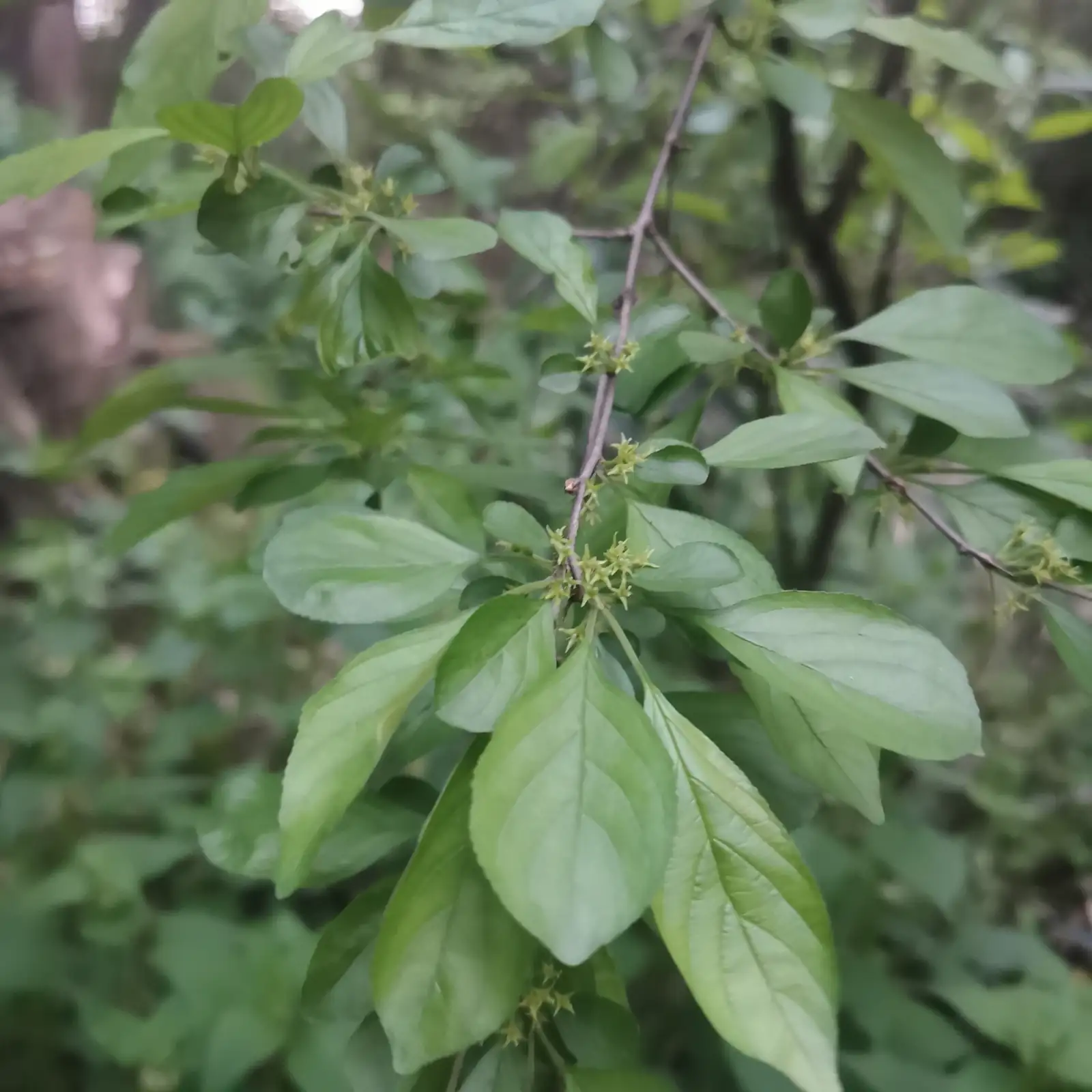 圆叶鼠李 (Rhamnus globosa) — 更多视角