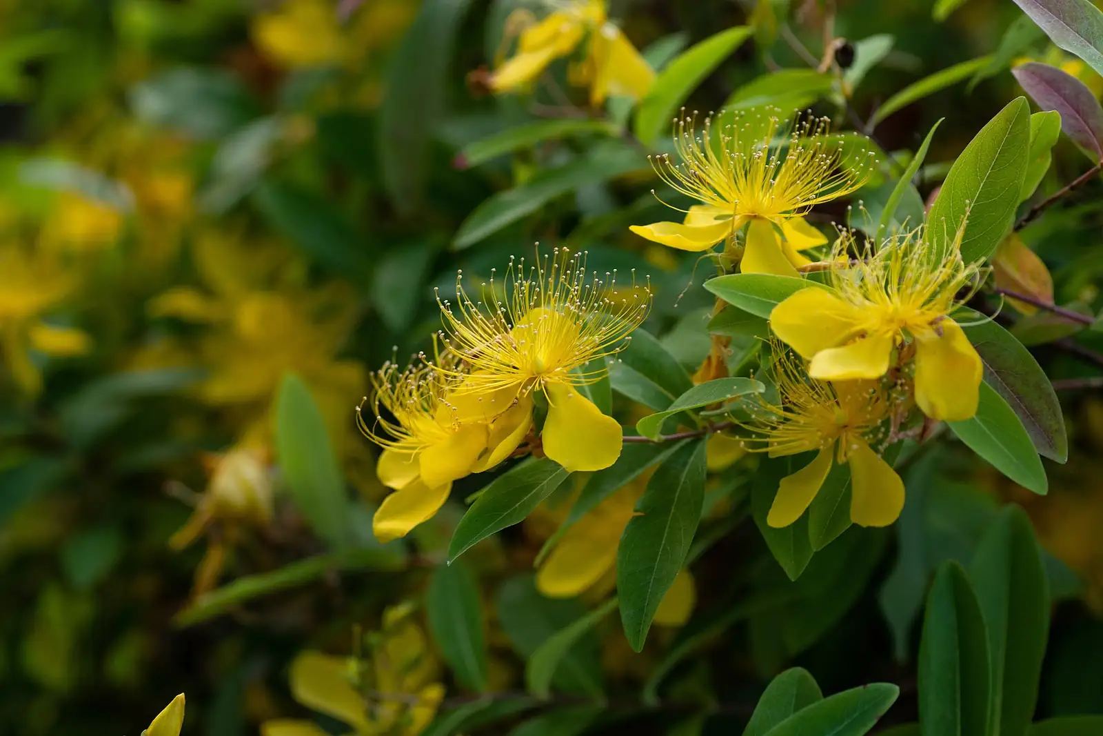 金丝桃 (Hypericum monogynum) — 细节