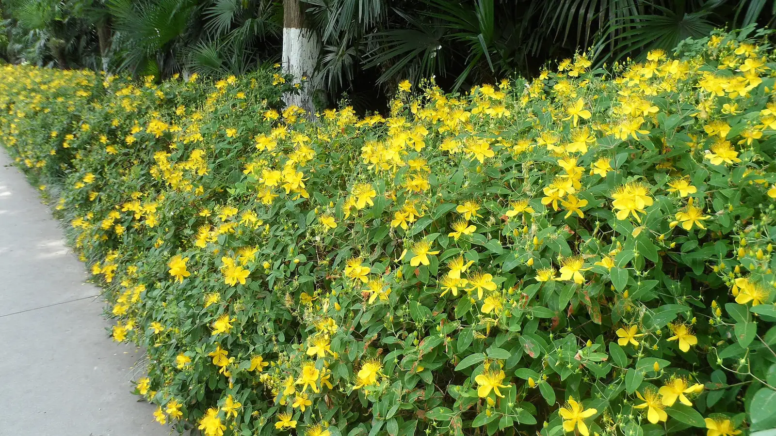 金丝桃 (Hypericum monogynum) — 特写
