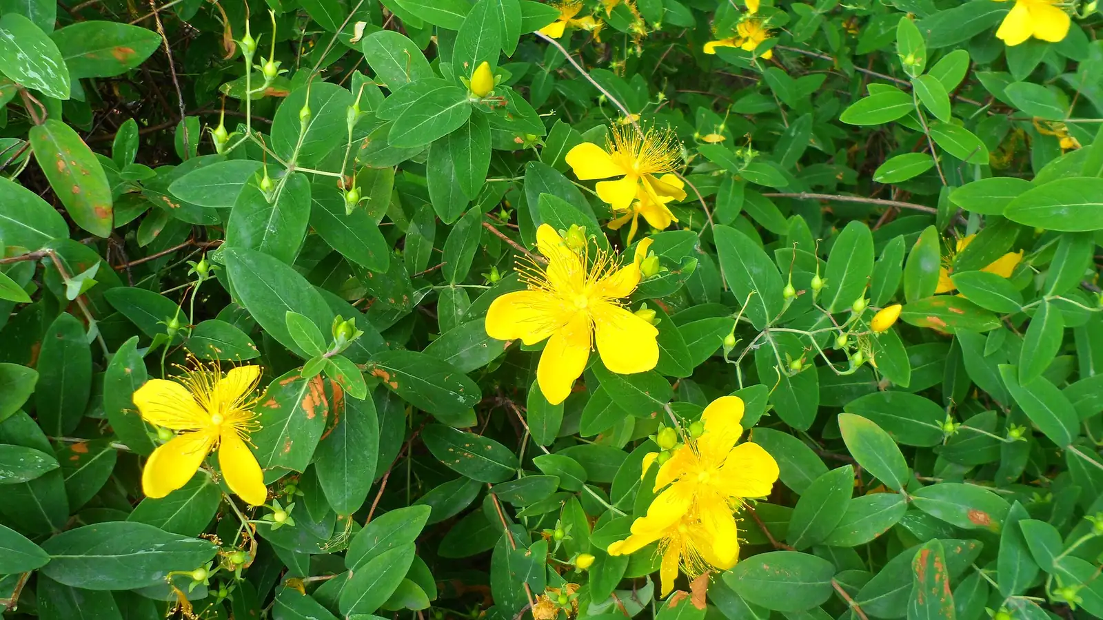 金丝桃 (Hypericum monogynum) — 环境展示