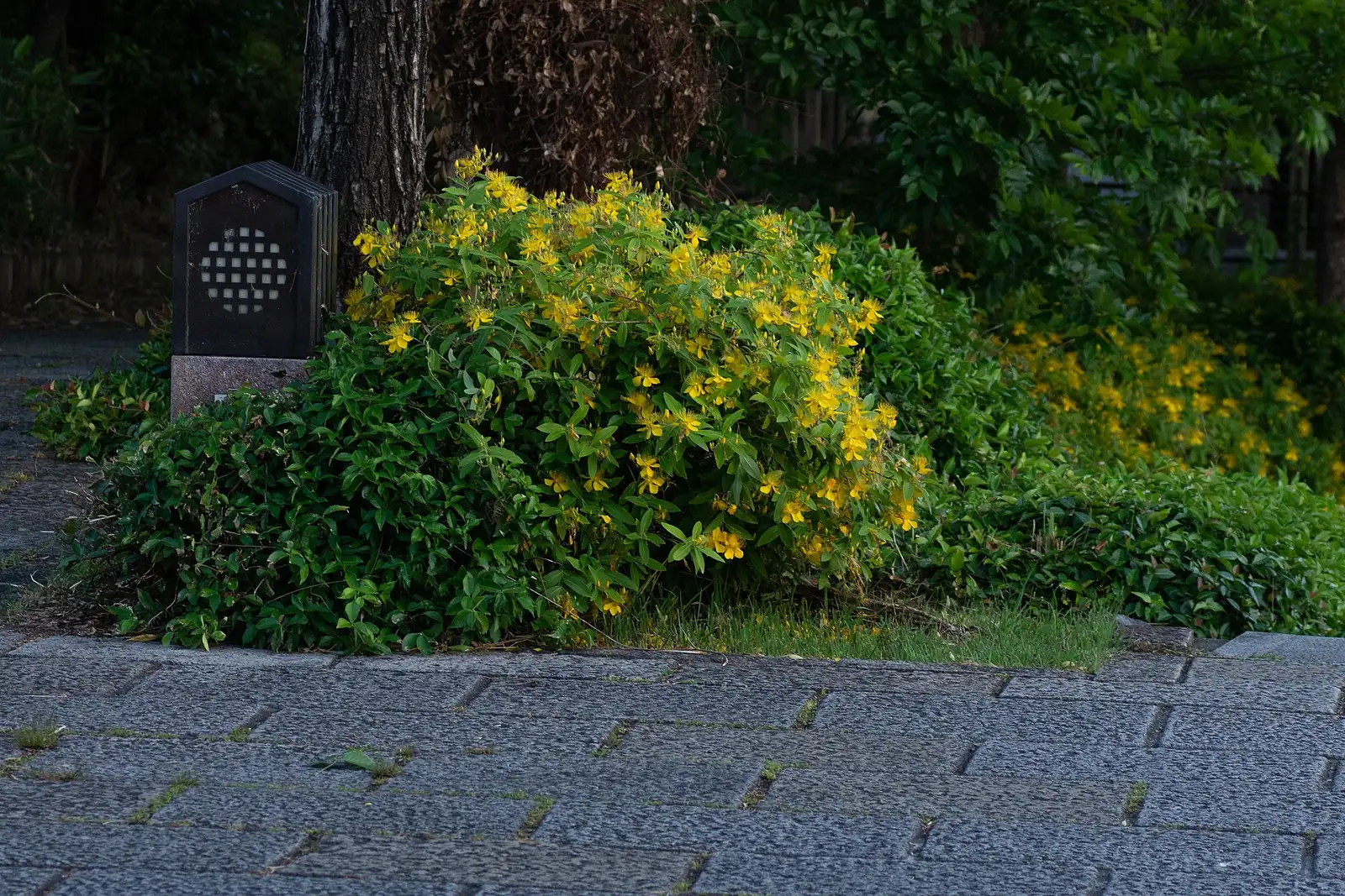 金丝桃 (Hypericum monogynum) — 更多视角