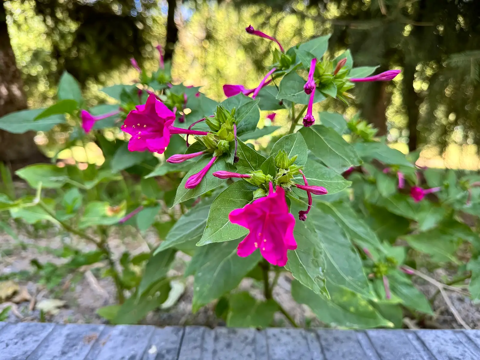 紫茉莉 (Mirabilis jalapa) — 更多视角