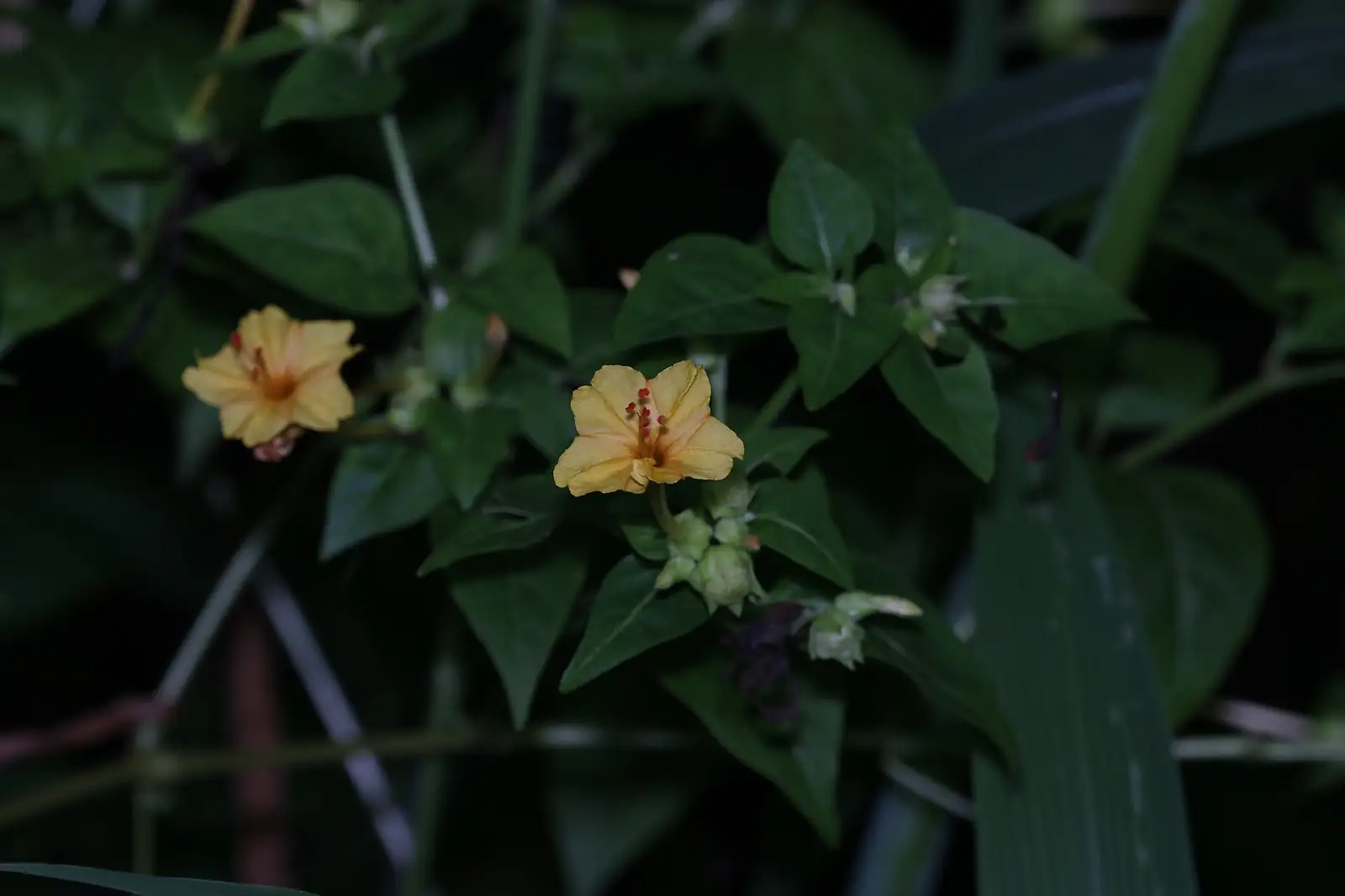 紫茉莉 (Mirabilis jalapa) — 更多视角