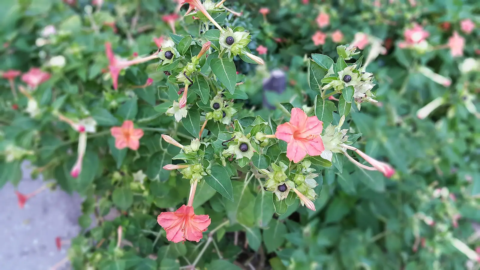 紫茉莉 (Mirabilis jalapa) — 更多视角