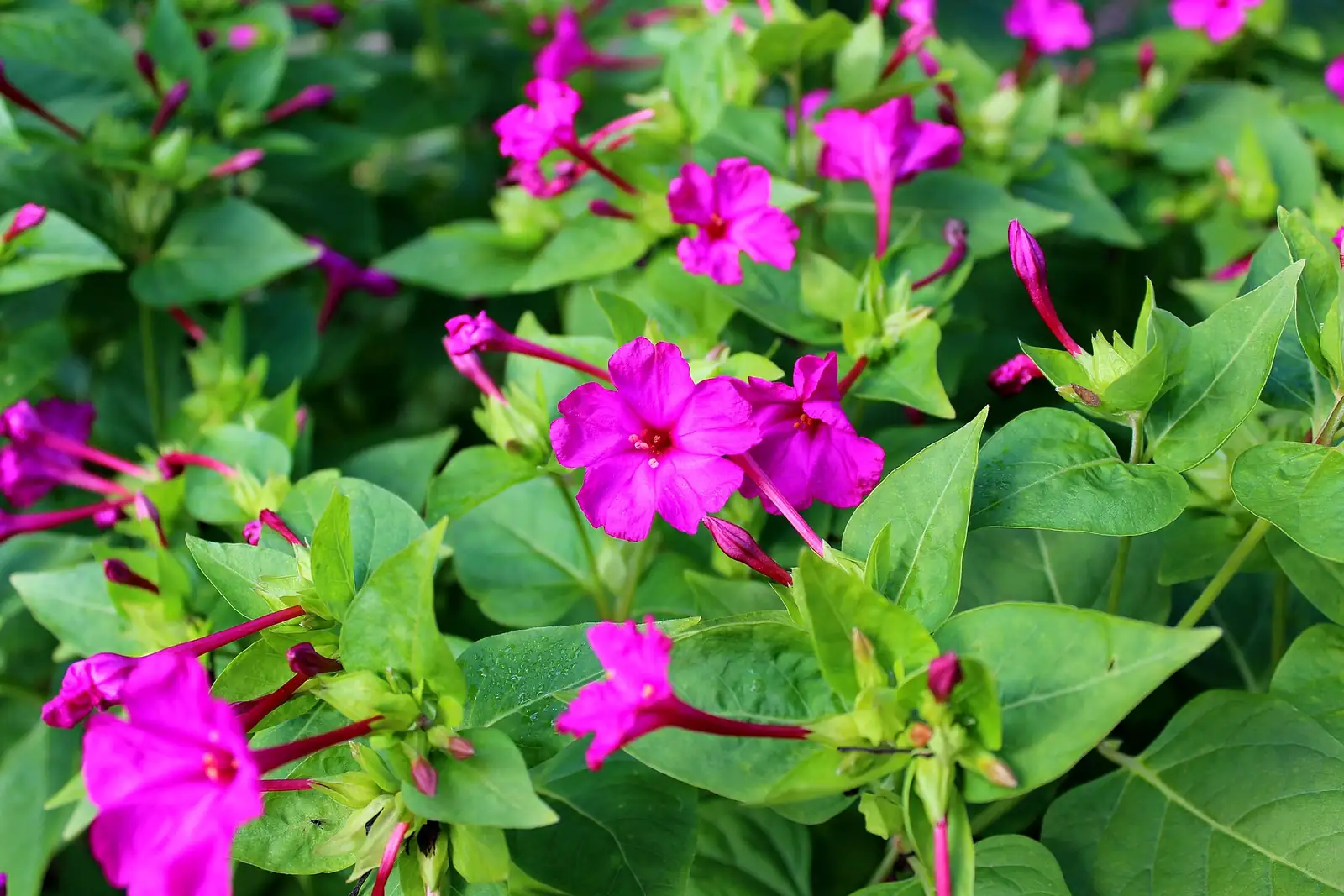 紫茉莉 (Mirabilis jalapa) — 主图