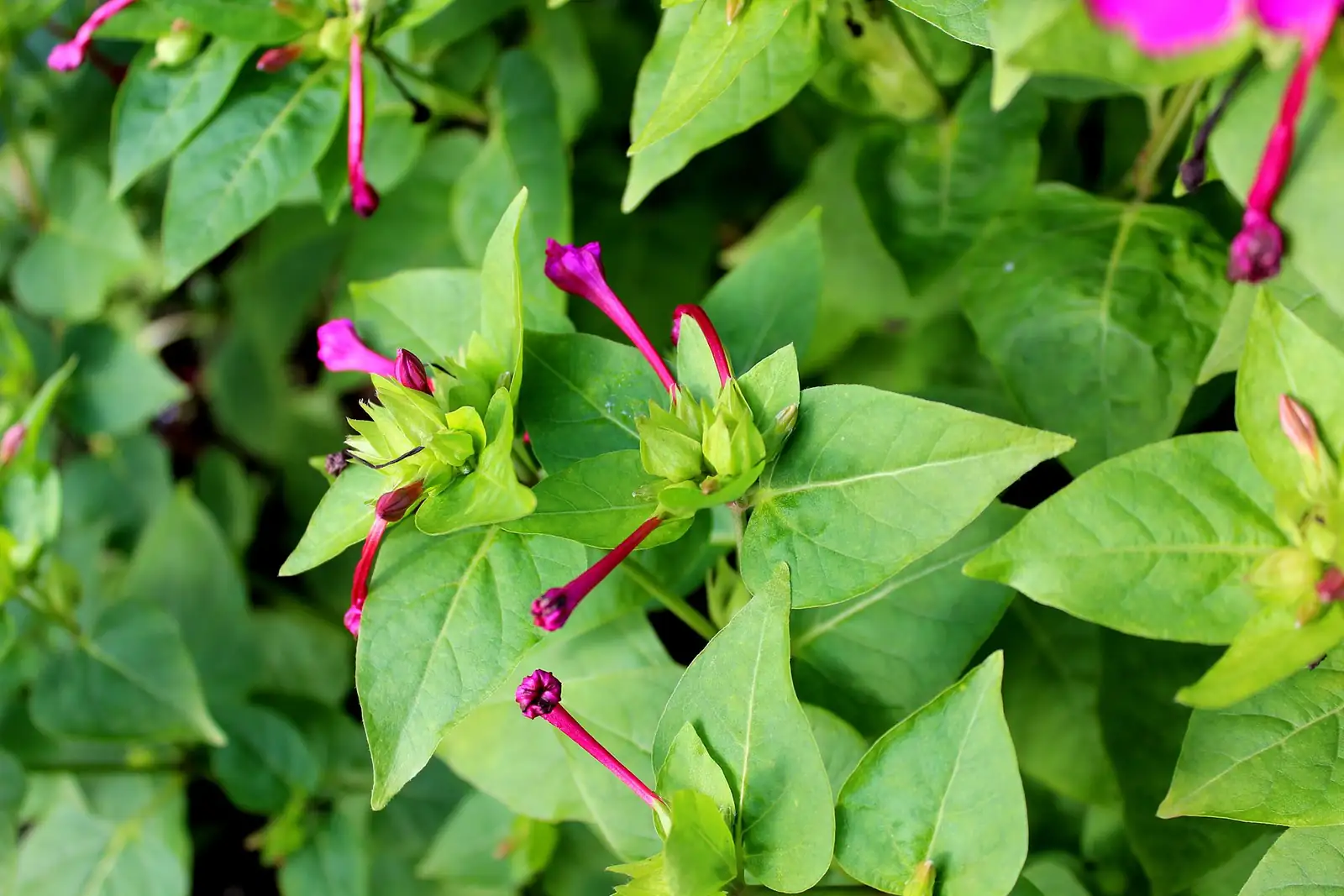紫茉莉 (Mirabilis jalapa) — 细节