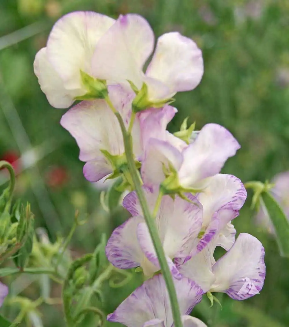 香豌豆 (Lathyrus odoratus) — 主图