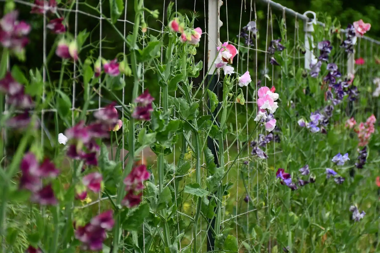 香豌豆 (Lathyrus odoratus) — 细节