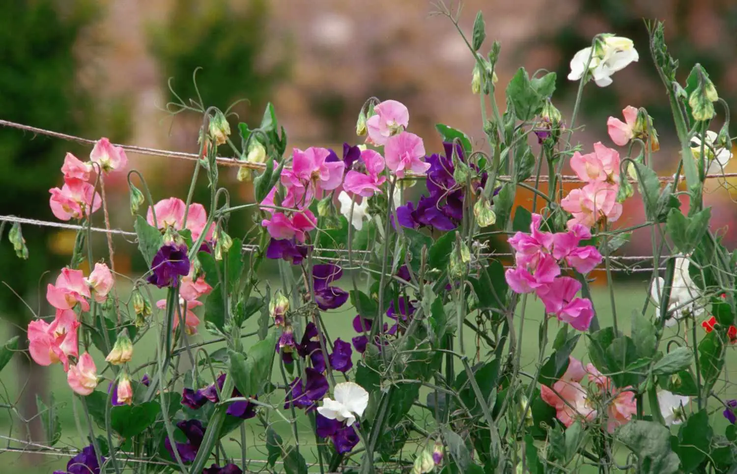 香豌豆 (Lathyrus odoratus) — 特写
