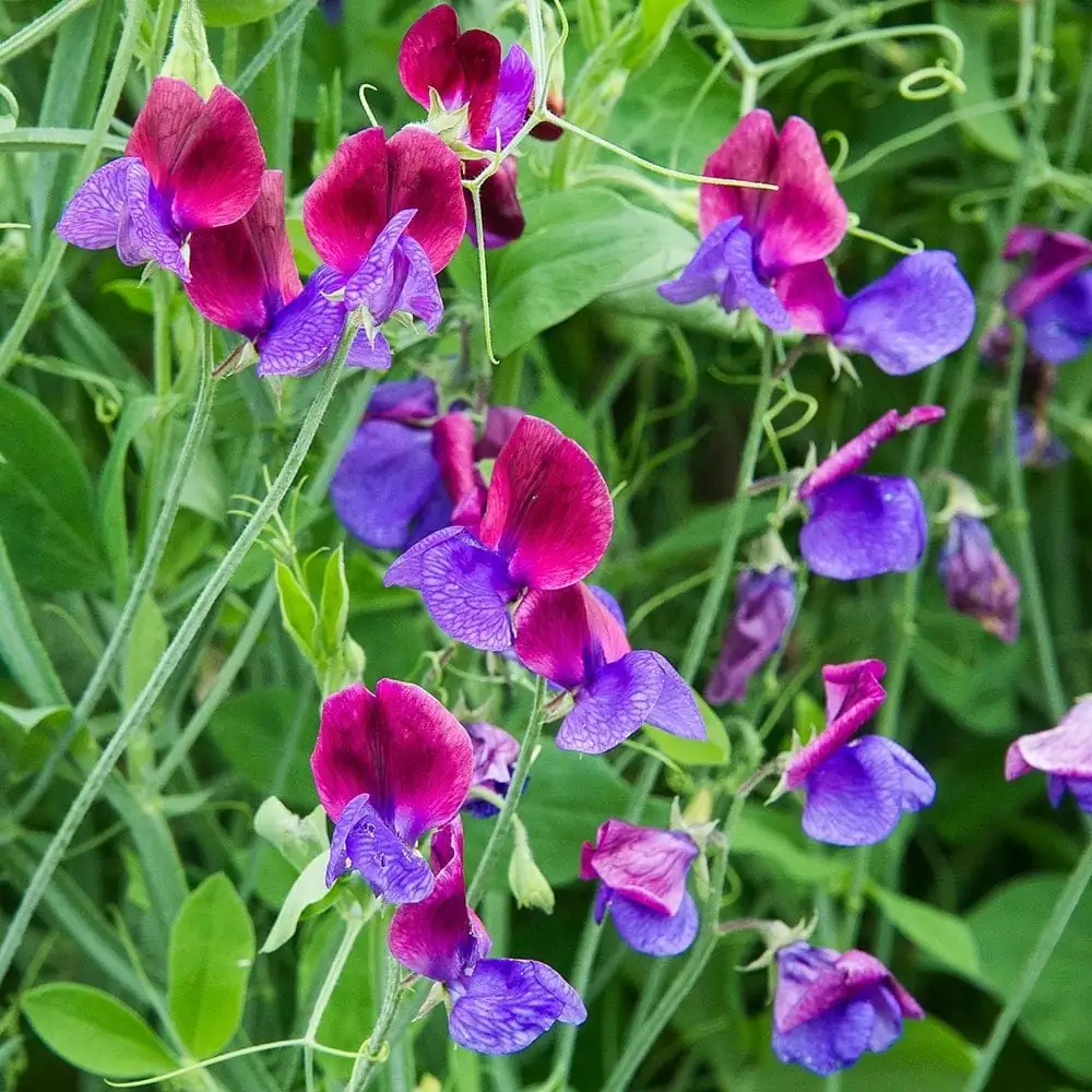 香豌豆 (Lathyrus odoratus) — 更多视角
