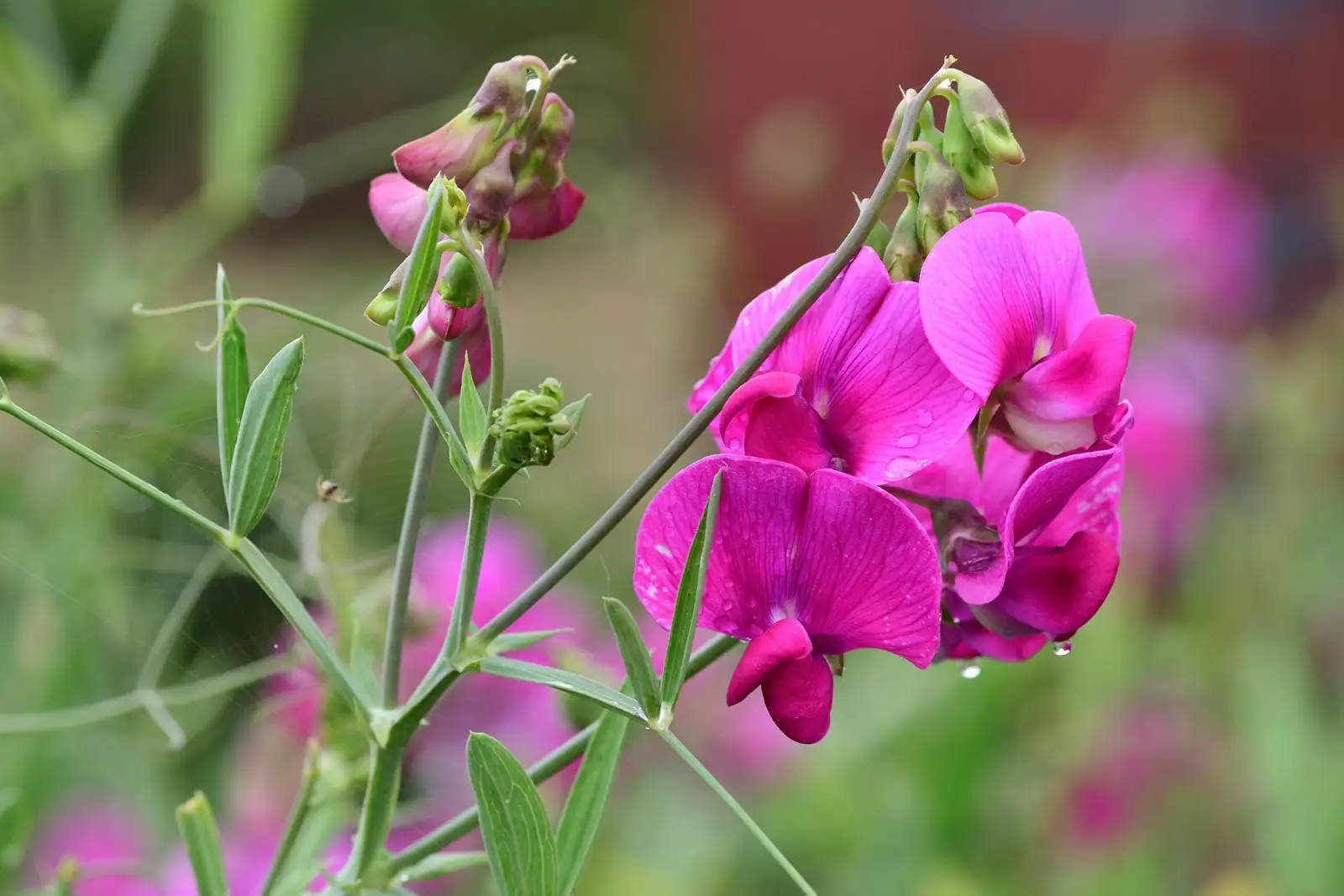 香豌豆 (Lathyrus odoratus) — 环境展示