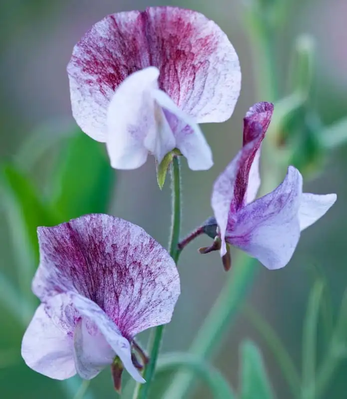 香豌豆 (Lathyrus odoratus) — 更多视角