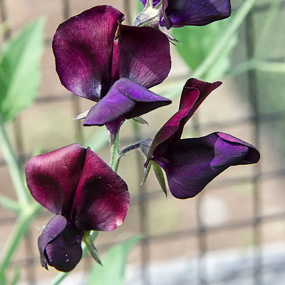 香豌豆 (Lathyrus odoratus) — 更多视角