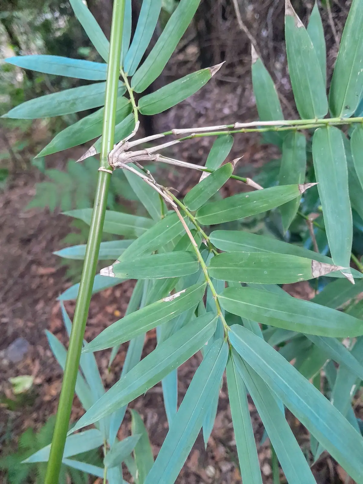慈孝竹 (Bambusa multiplex 'Fernleaf') — 更多视角