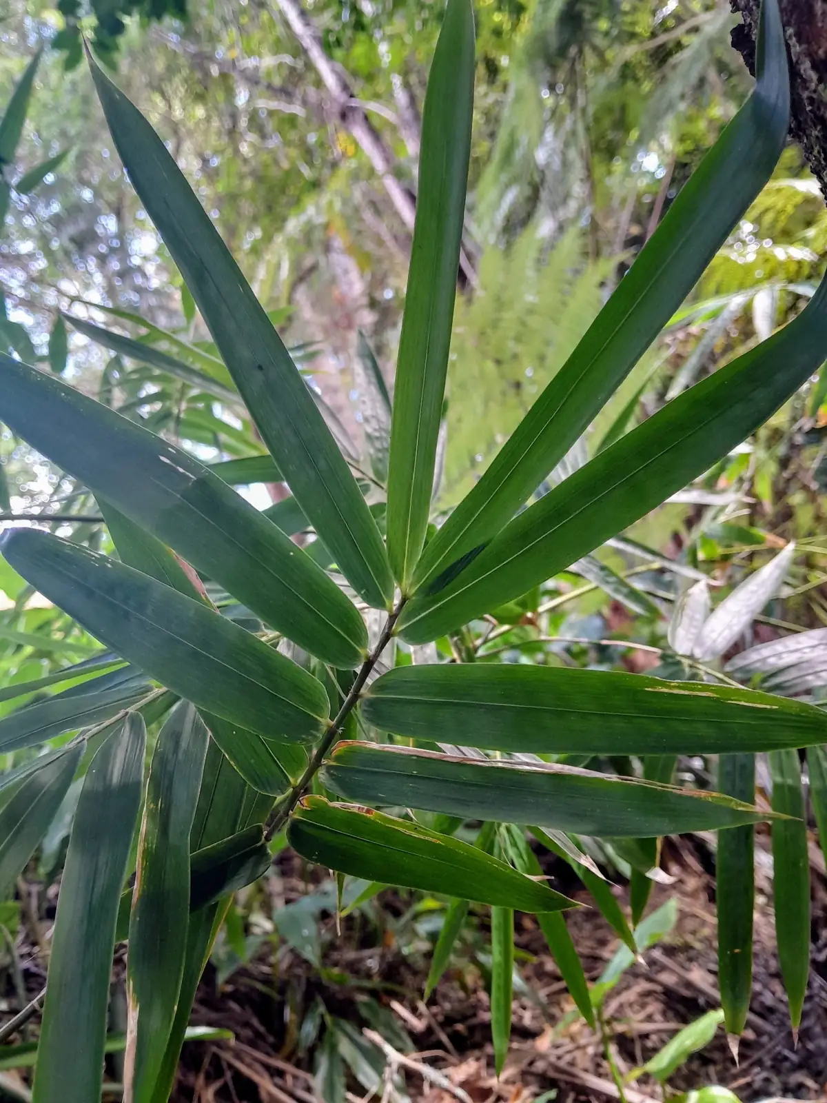 慈孝竹 (Bambusa multiplex 'Fernleaf') — 更多视角