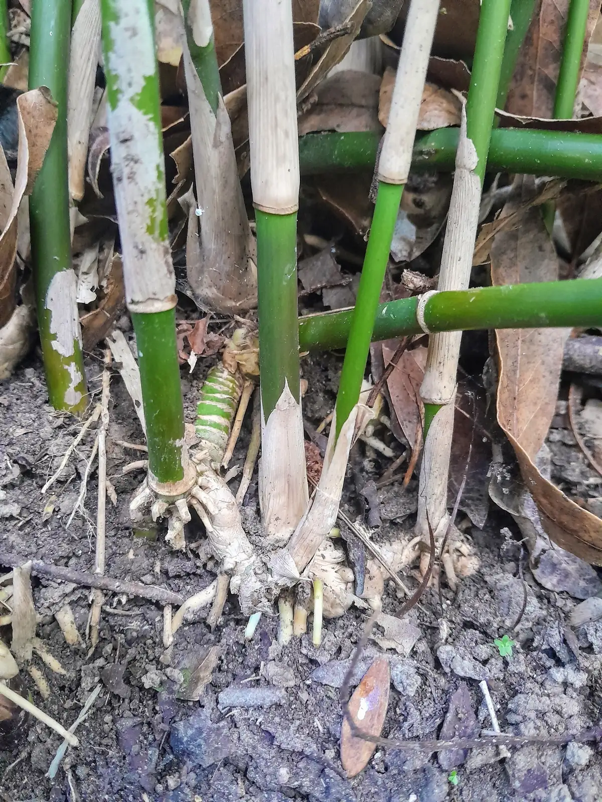 慈孝竹 (Bambusa multiplex 'Fernleaf') — 更多视角