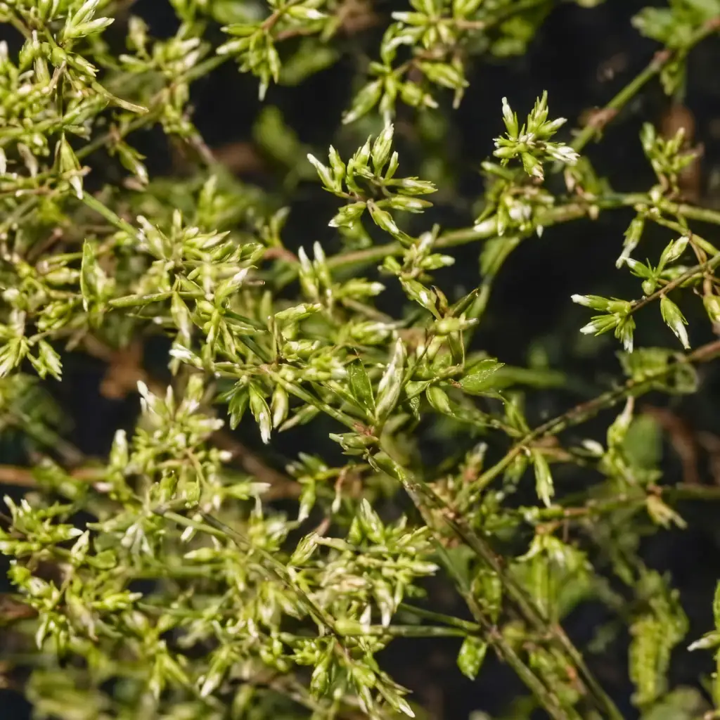 球序卷耳 (Cerastium glomeratum) — 细节