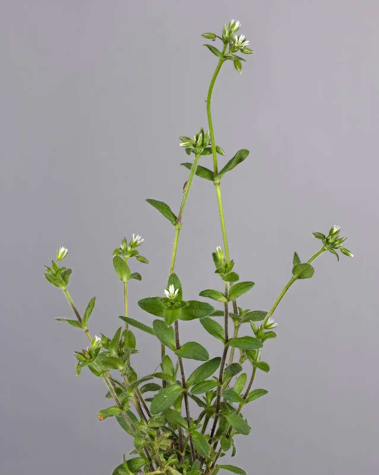 球序卷耳 (Cerastium glomeratum) — 特写