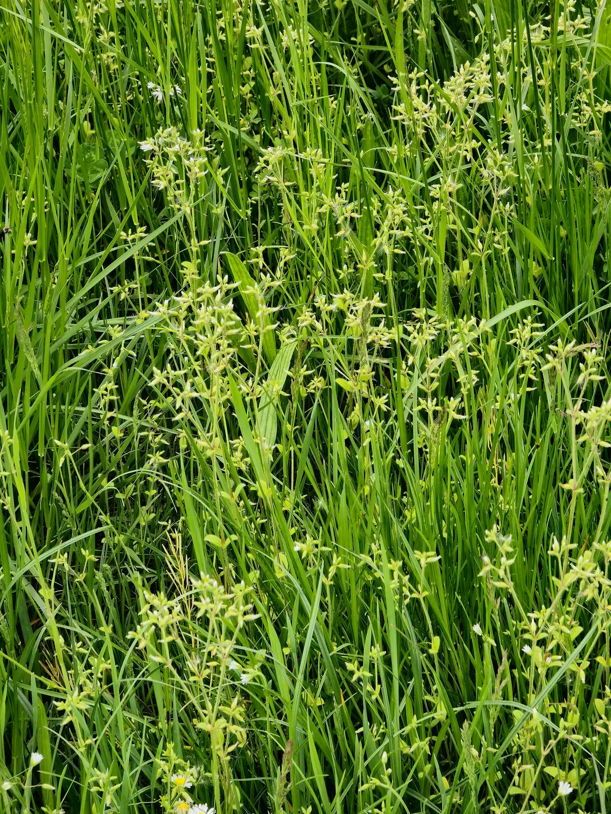 球序卷耳 (Cerastium glomeratum) — 更多视角